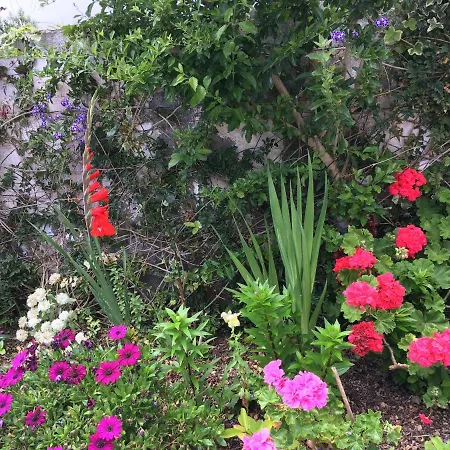 Casa Da Isabelinha * Ponta Delgada (Sao Miguel)